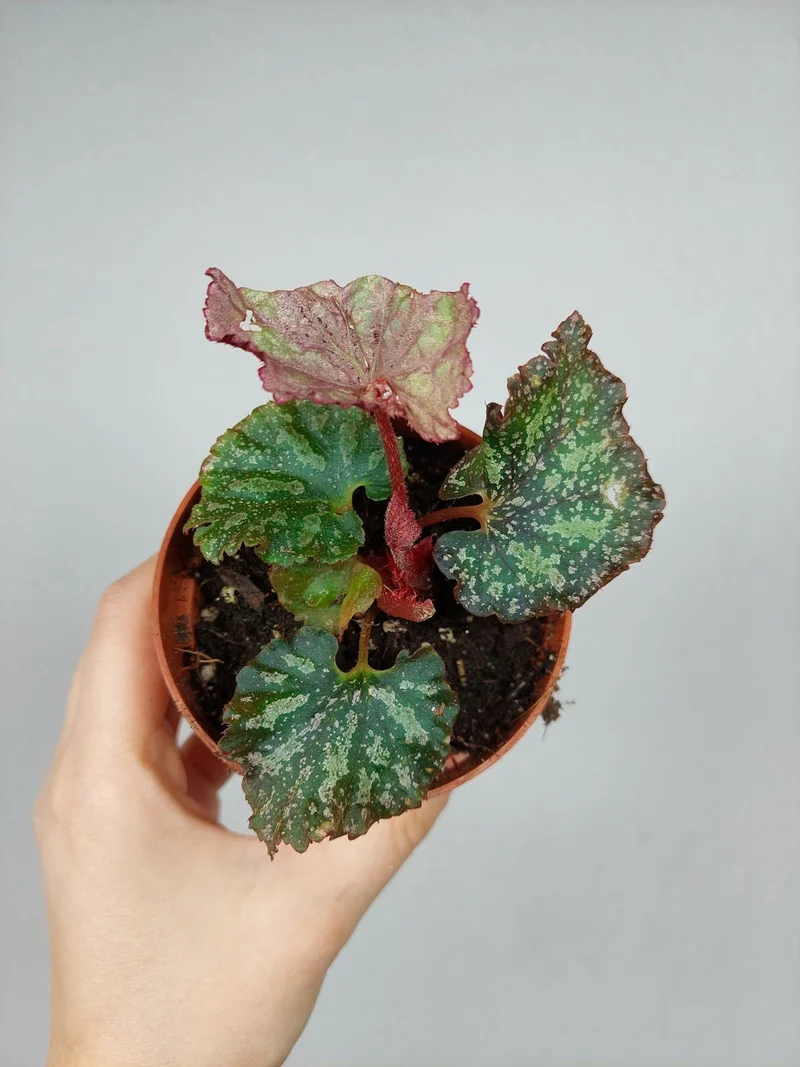 Begonia Pink Panther
