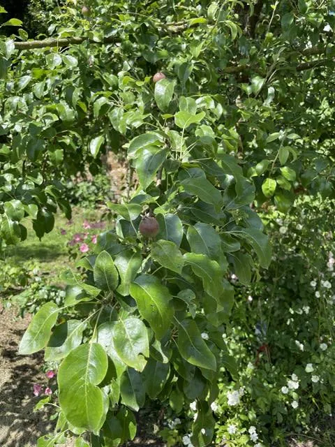 Herbstapfel Braeburn