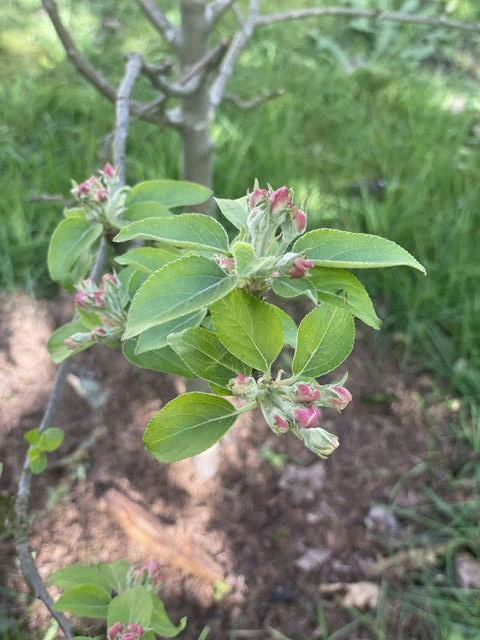 Herbstapfel Braeburn