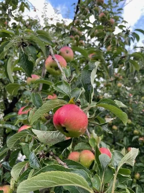 Herbstapfel Holsteiner Cox