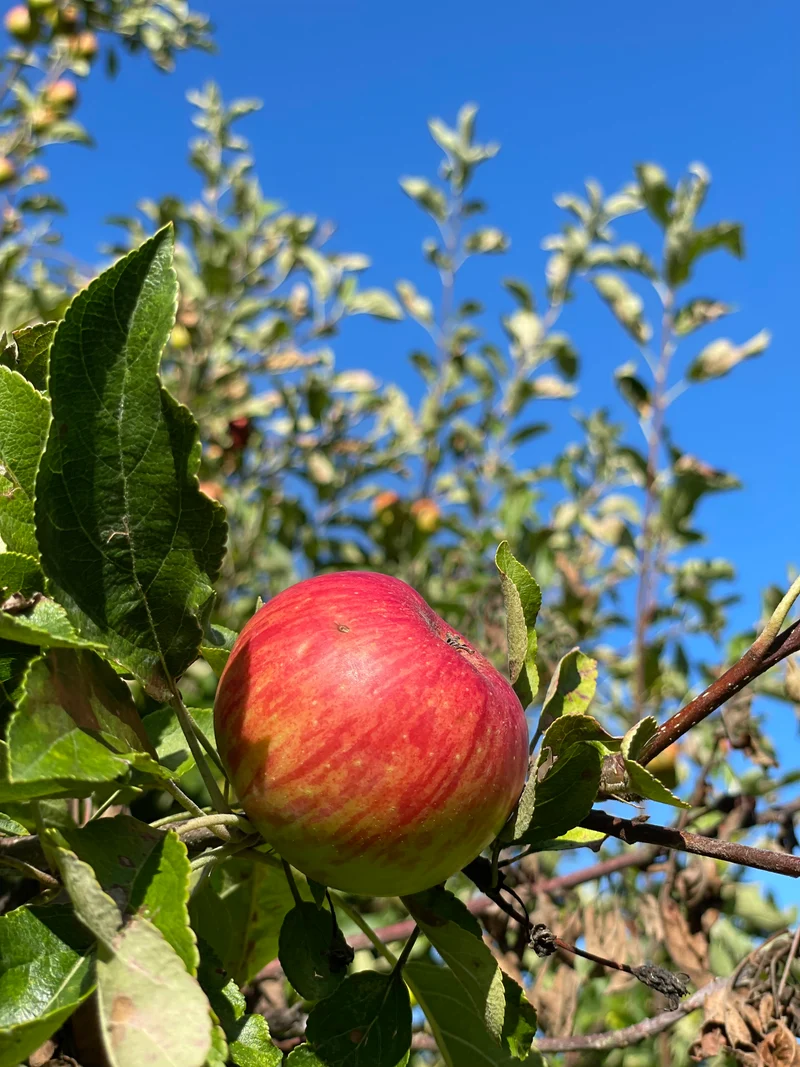 Herbstapfel Holsteiner Cox