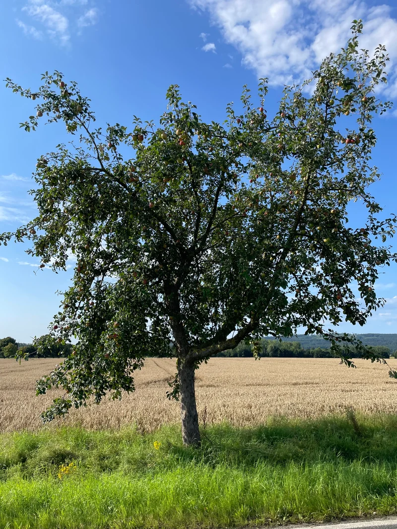 Herbstapfel Holsteiner Cox