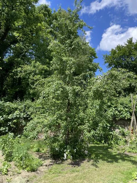 Herbstapfel Holsteiner Cox