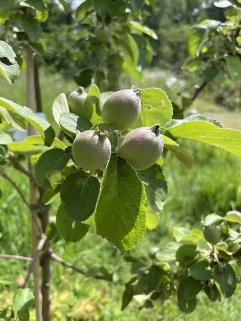 Herbstapfel Holsteiner Cox