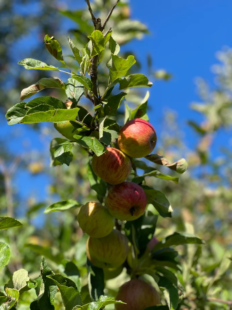 Winterapfel Jonagold