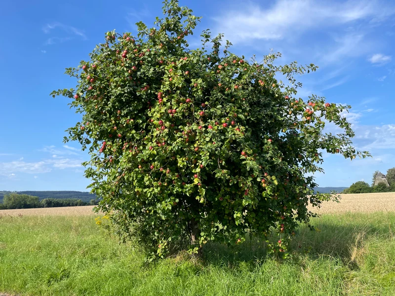 Winterapfel Jonagold