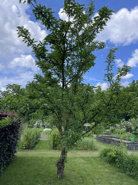 Winterapfel Jonagold