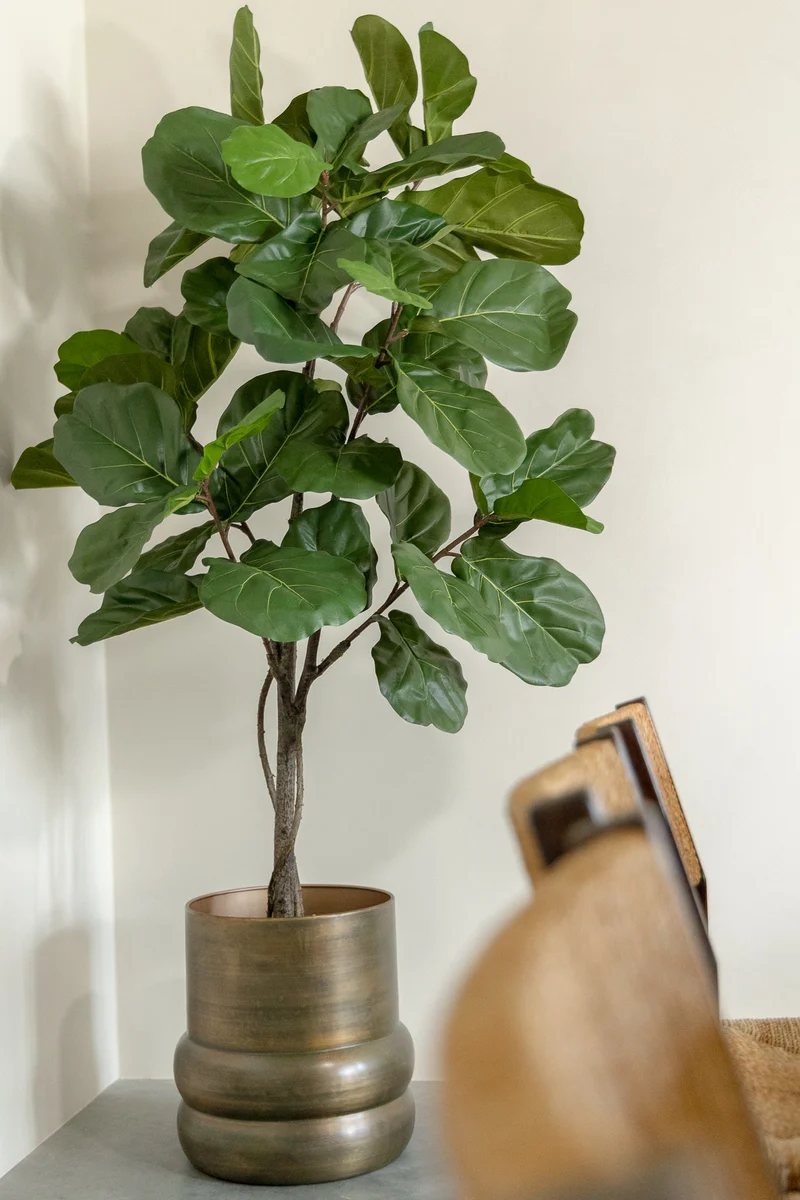 Ficus Lyrata Kunstpflanze 180cm