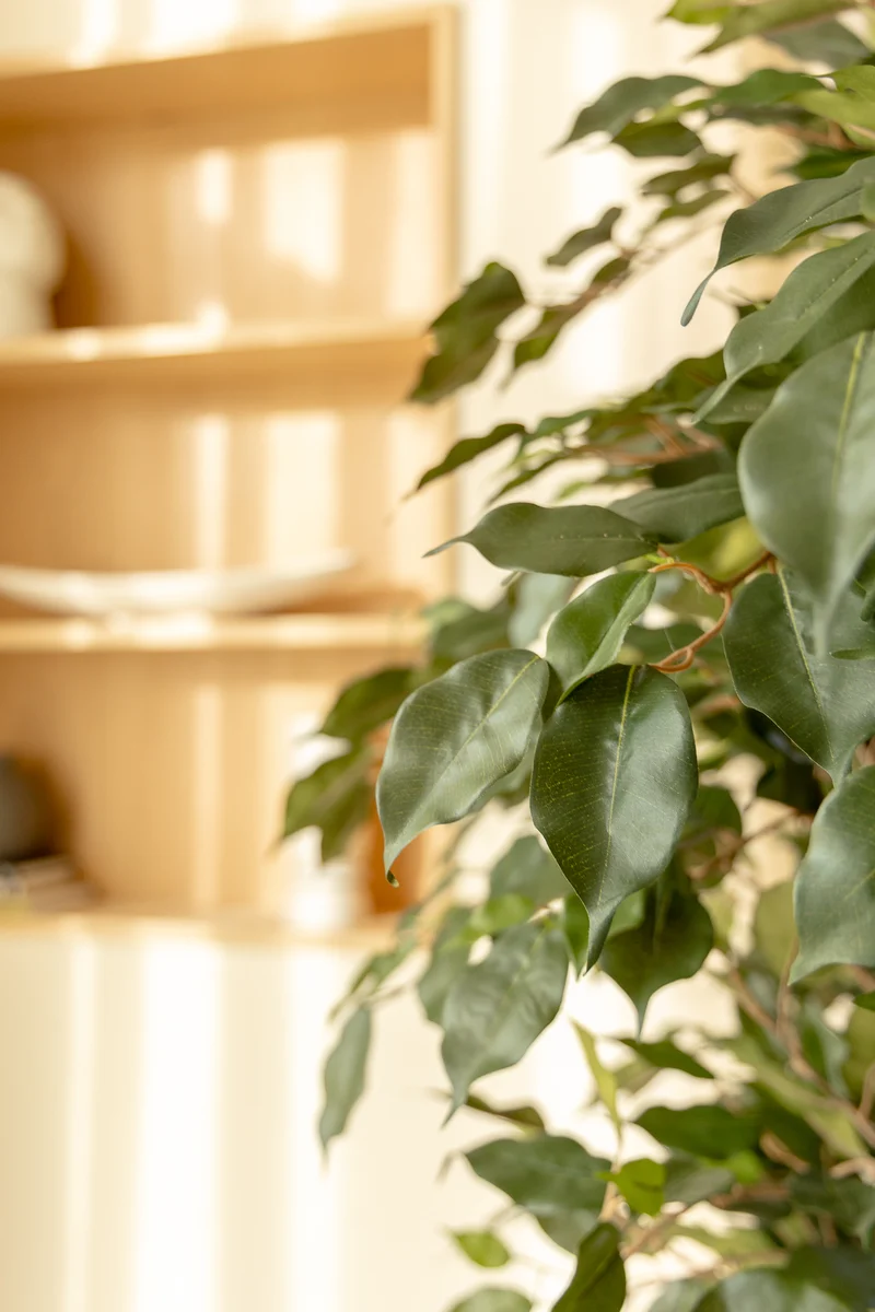 Ficus Liana Kunstpflanze 180cm