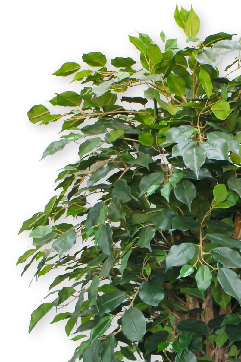 Ficus Liana Kunstpflanze 180cm