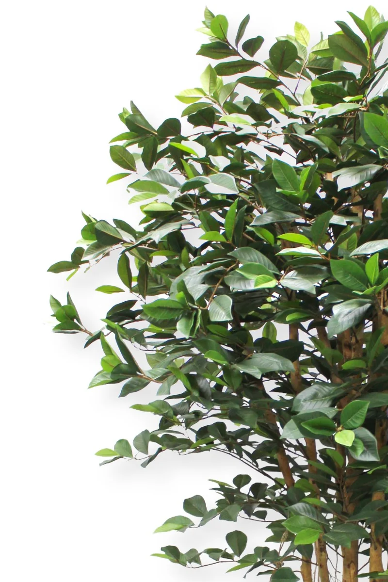 Ficus Kunstpflanze 180cm