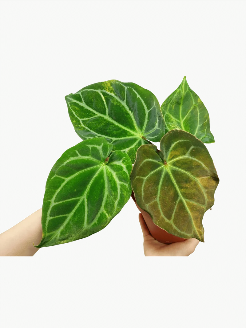 Anthurium Crystallinum Variegata