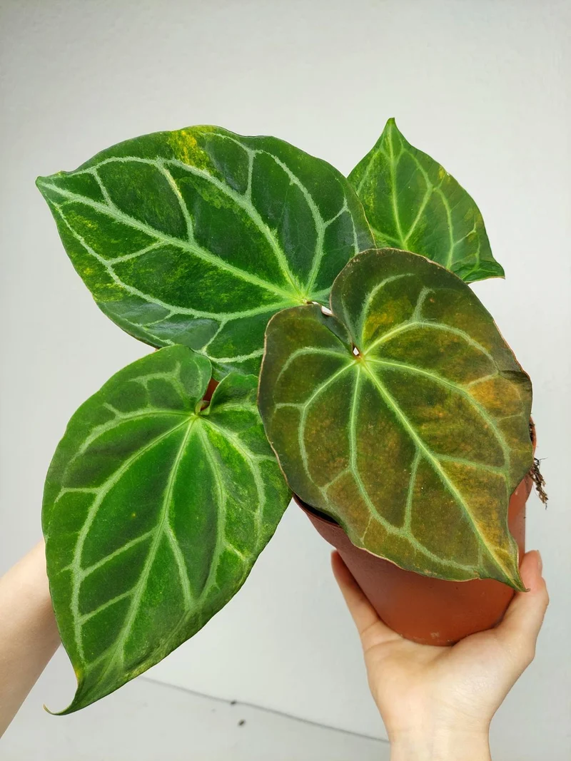 Anthurium Crystallinum Variegata
