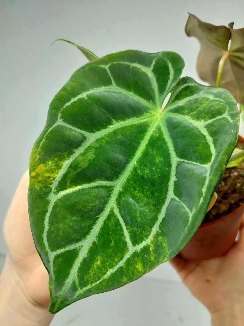 Anthurium Crystallinum Variegata