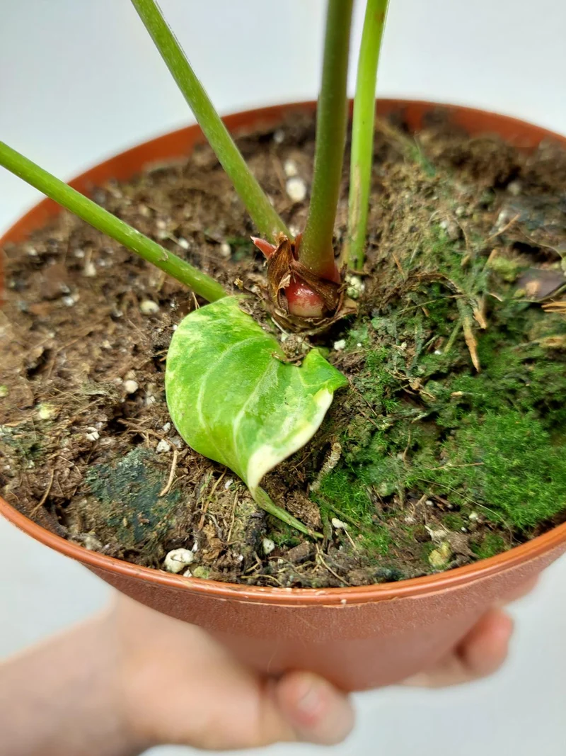 Anthurium Crystallinum Variegata