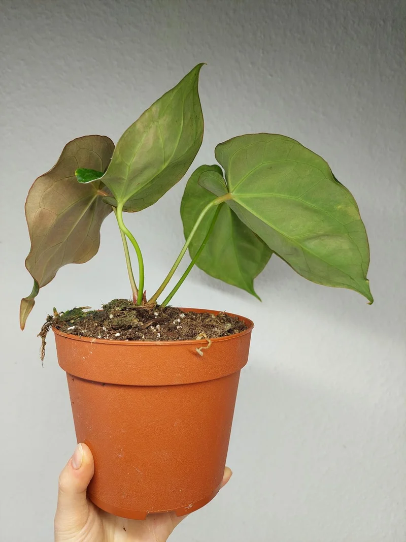 Anthurium Crystallinum Variegata