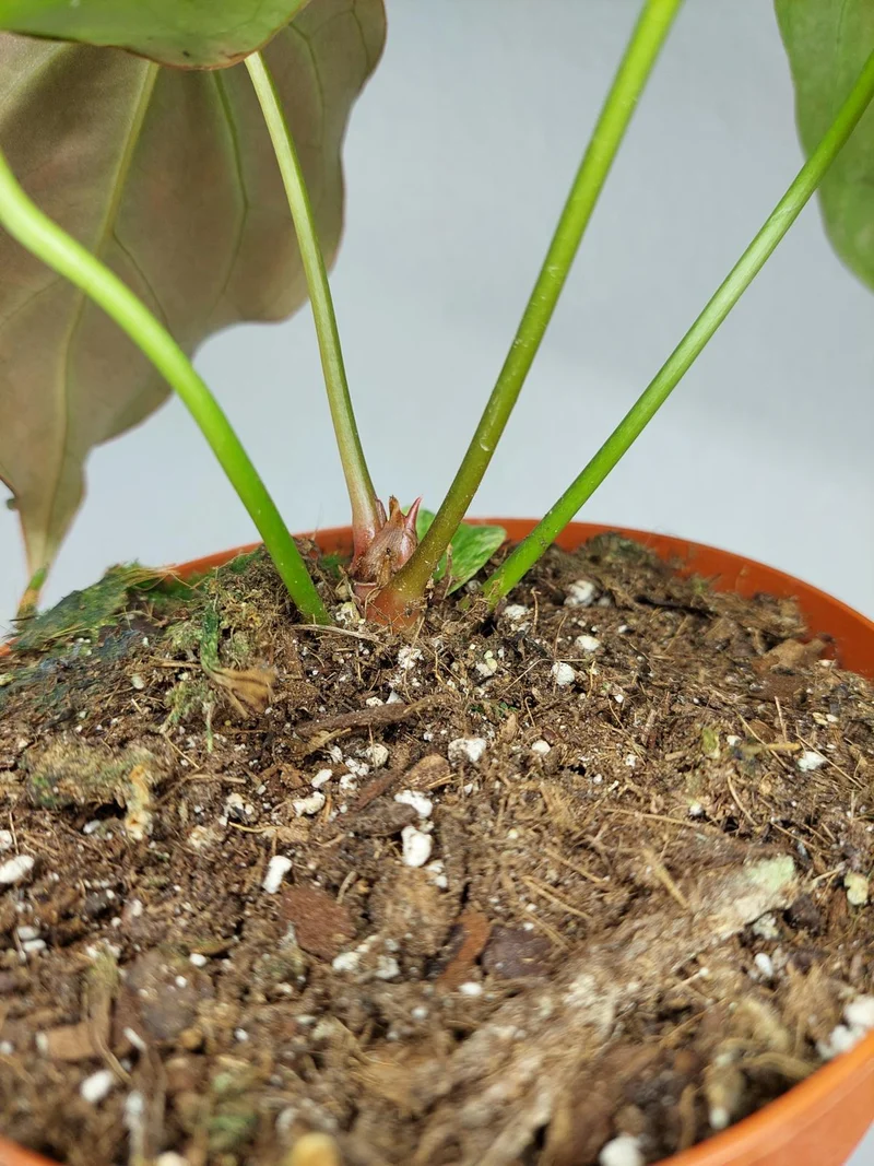 Anthurium Crystallinum Variegata