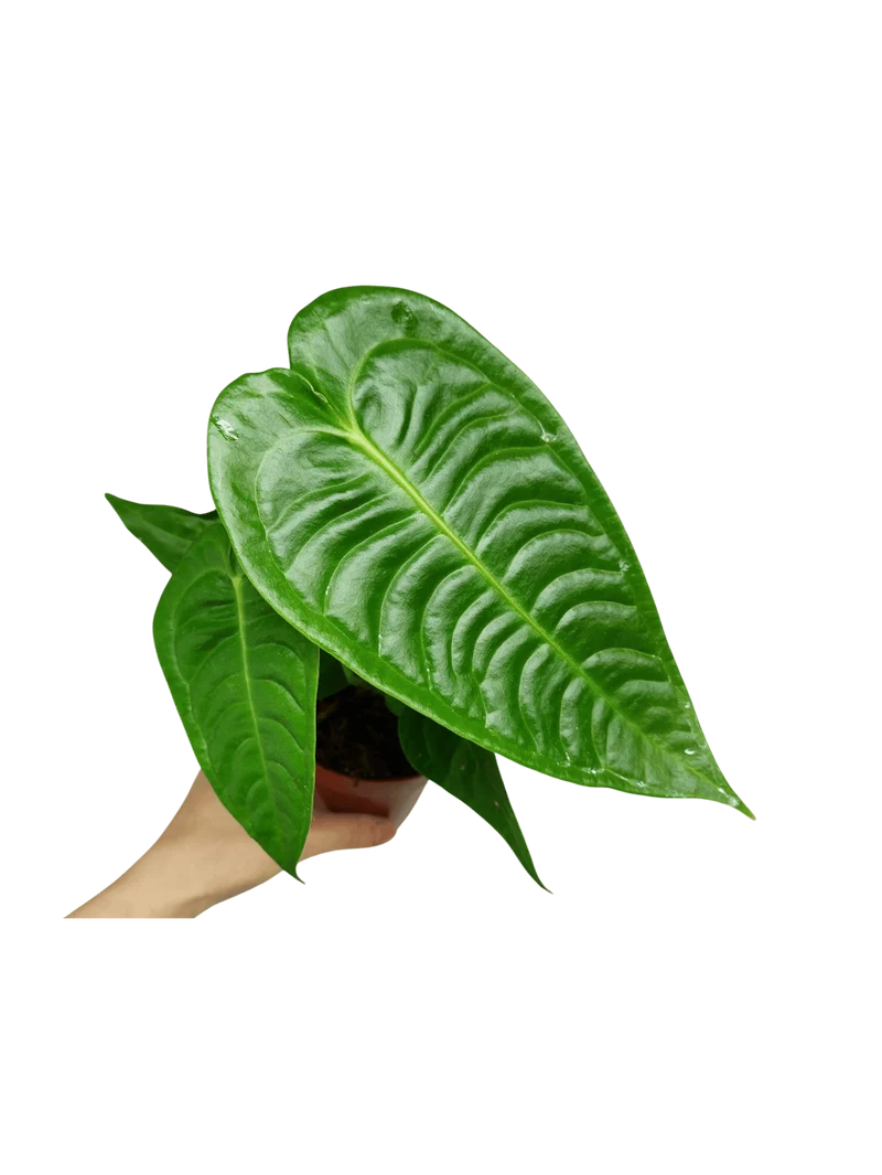 Anthurium Veitchii Narrow