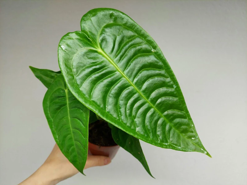Anthurium Veitchii Narrow