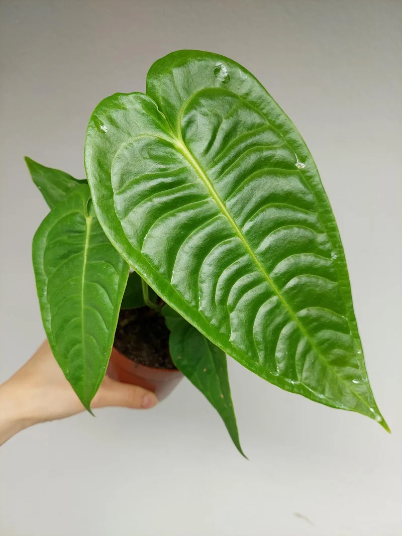Anthurium Veitchii Narrow