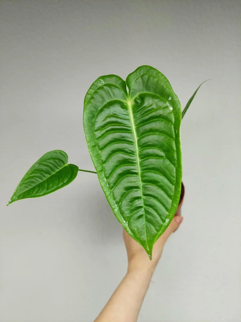 Anthurium Veitchii Narrow