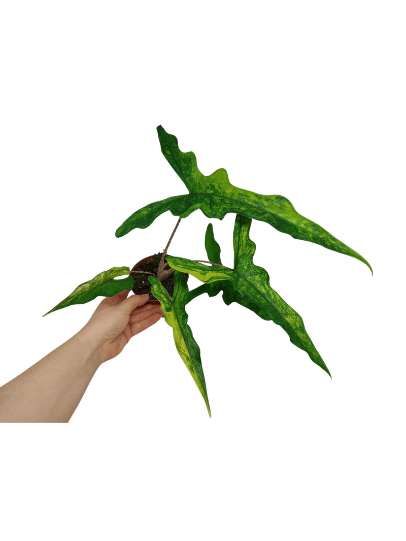 Alocasia Sabrina Aurea Variegata