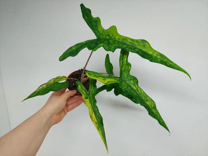 Alocasia Sabrina Aurea Variegata