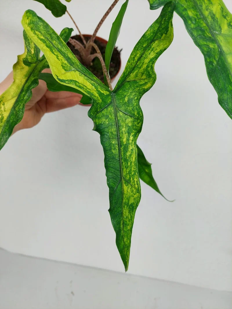 Alocasia Sabrina Aurea Variegata