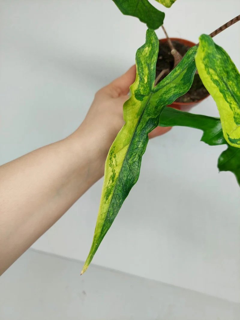 Alocasia Sabrina Aurea Variegata