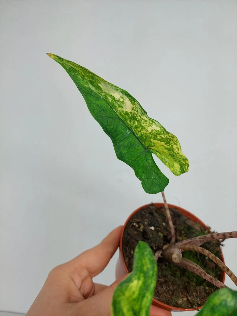 Alocasia Sabrina Aurea Variegata
