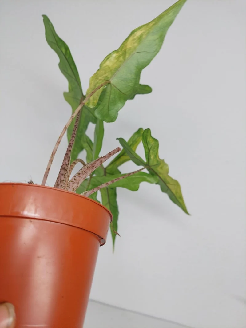 Alocasia Sabrina Aurea Variegata