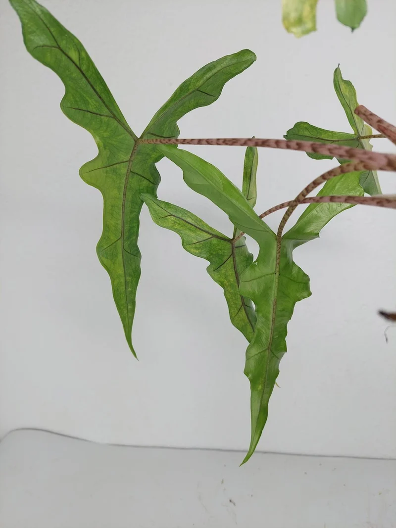 Alocasia Sabrina Aurea Variegata