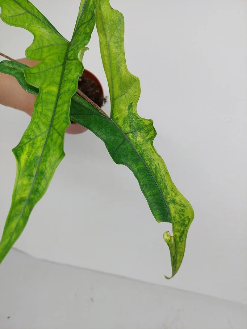 Alocasia Sabrina Aurea Variegata