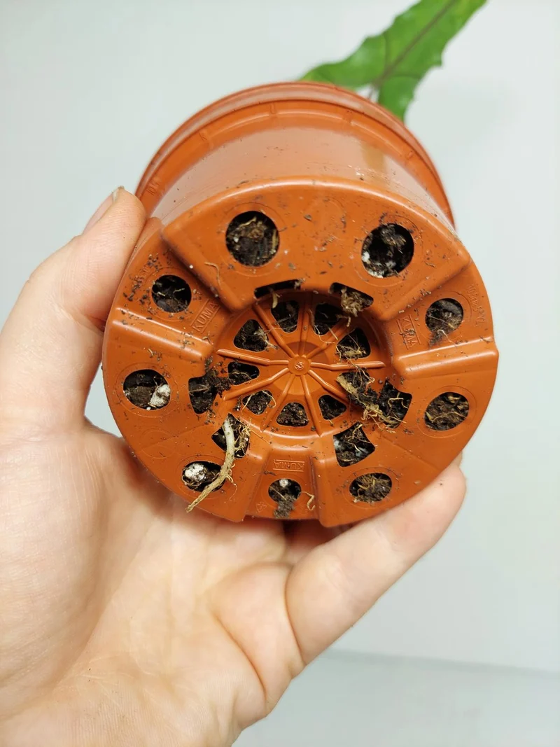 Alocasia Sabrina Aurea Variegata