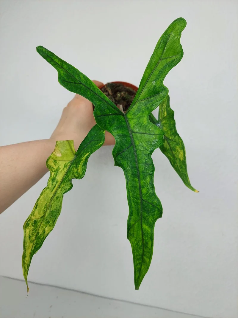 Alocasia Sabrina Aurea Variegata