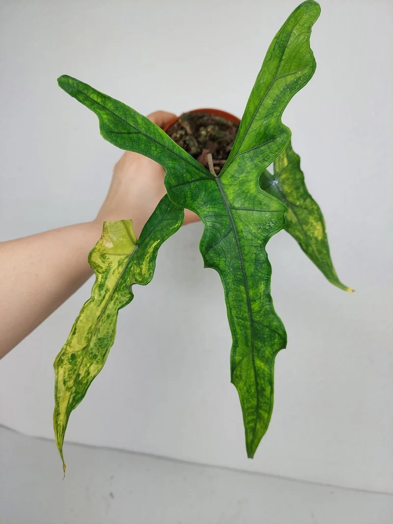 Alocasia Sabrina Aurea Variegata