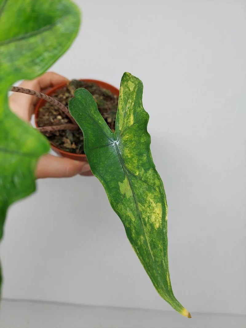 Alocasia Sabrina Aurea Variegata