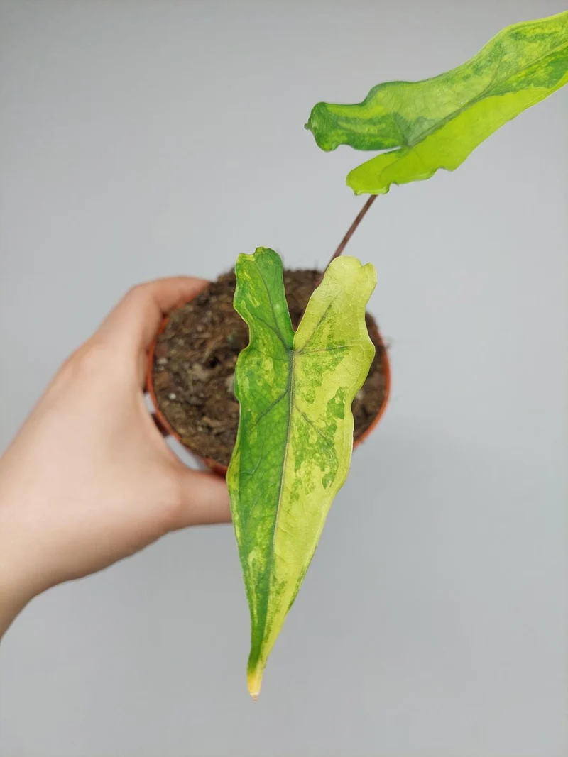 Alocasia Sabrina Aurea Variegata
