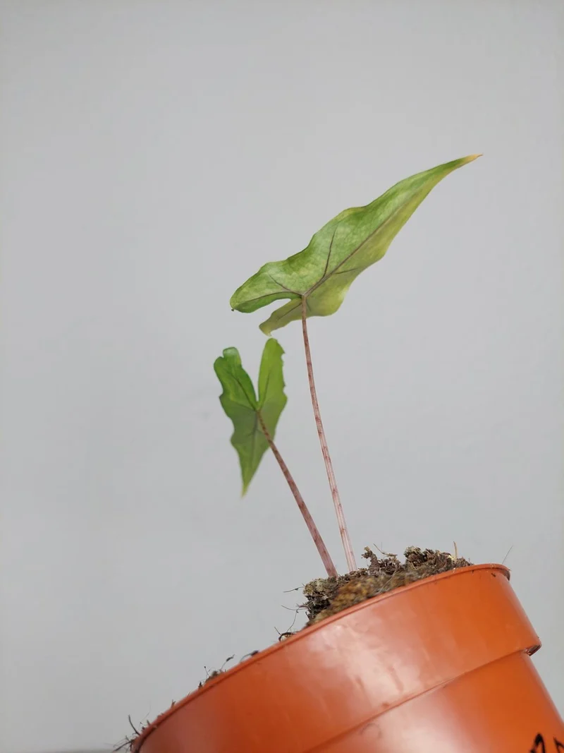 Alocasia Sabrina Aurea Variegata