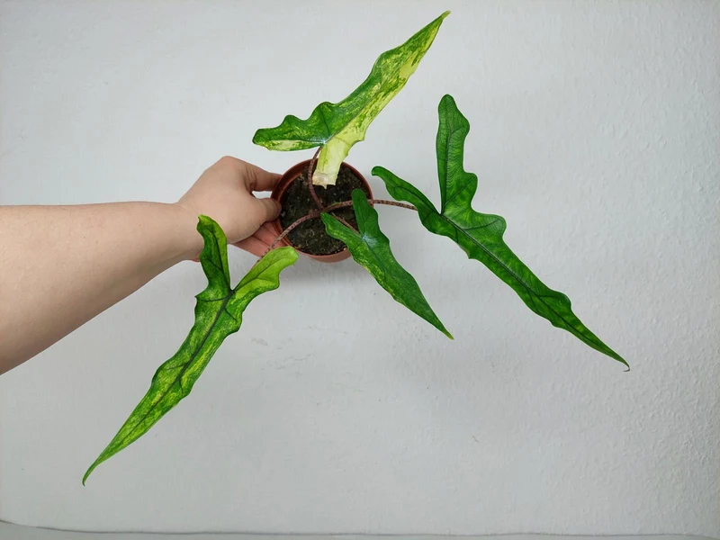 Alocasia Sabrina Aurea Variegata