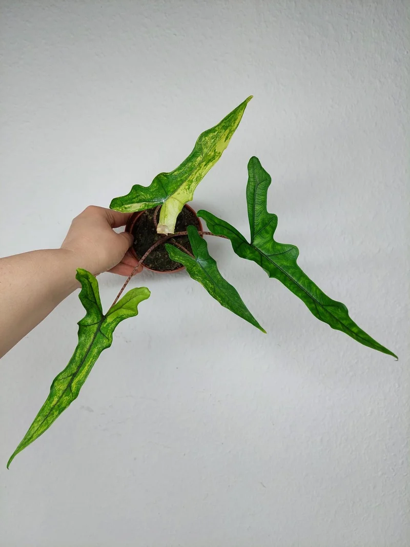 Alocasia Sabrina Aurea Variegata