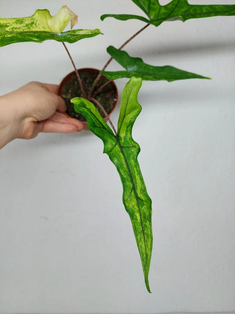 Alocasia Sabrina Aurea Variegata