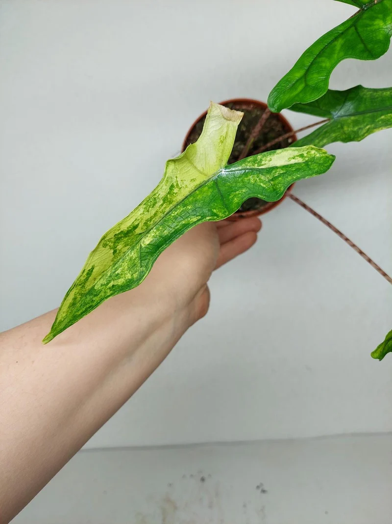 Alocasia Sabrina Aurea Variegata
