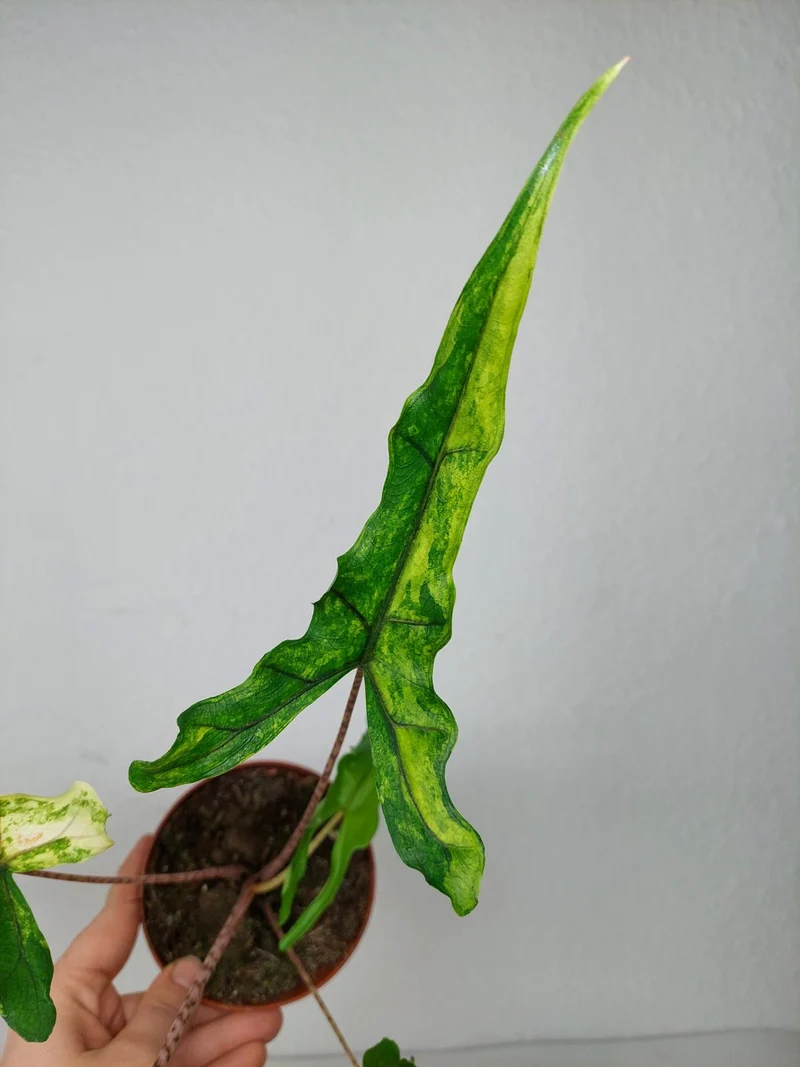 Alocasia Sabrina Aurea Variegata