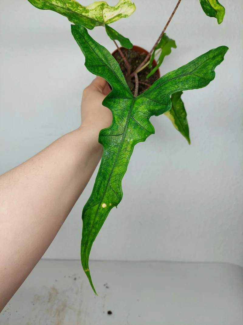 Alocasia Sabrina Aurea Variegata