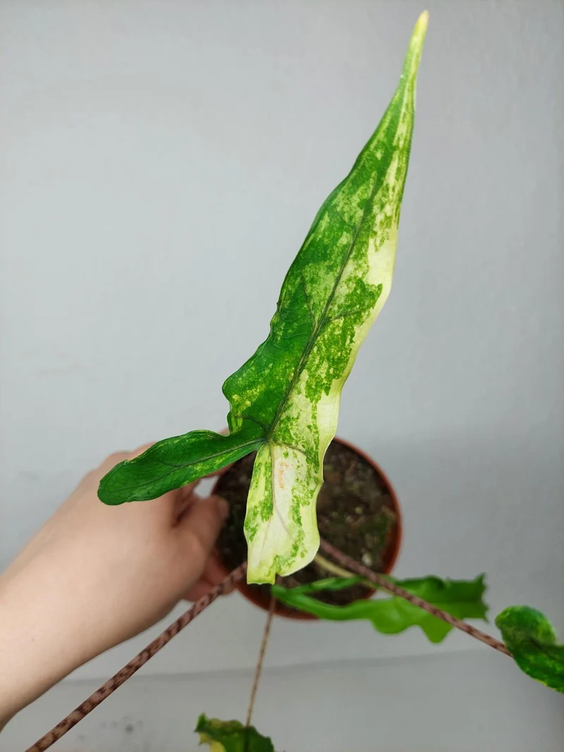 Alocasia Sabrina Aurea Variegata