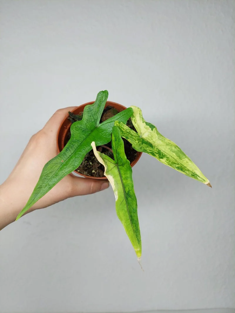 Alocasia Sabrina Aurea Variegata