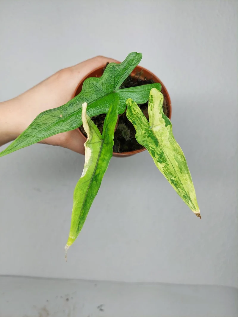 Alocasia Sabrina Aurea Variegata