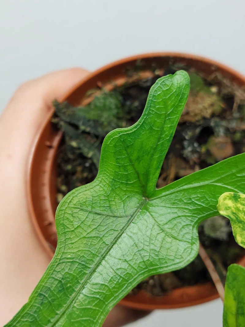 Alocasia Sabrina Aurea Variegata