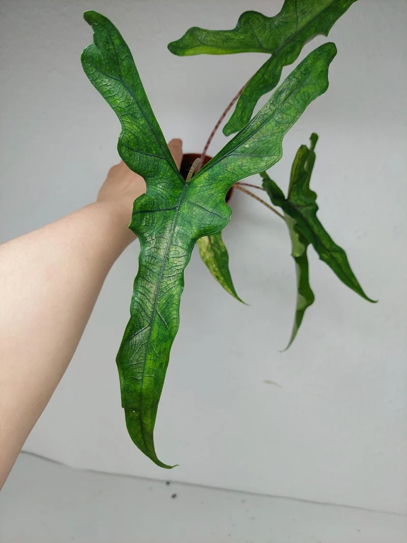 Alocasia Sabrina Aurea Variegata